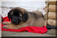 leonberger 051a.jpg